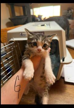 Clara -  Domestic Short Hair Cat for Adoption in Lafayette, Colorado - Clara | PetCurious