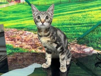 A552583 -  Domestic Short Hair Cat for Adoption in Moreno Valley, California - A552583 | PetCurious