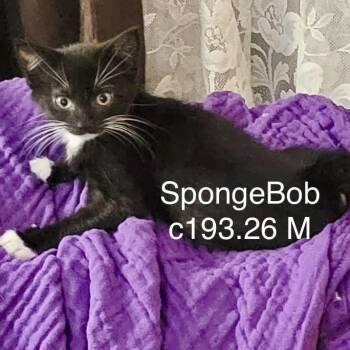 Foster Spongebob -  Domestic Short Hair Cat for Adoption in Batavia, New York - Foster Spongebob | PetCurious