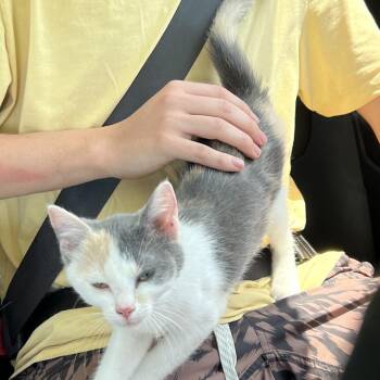 Pierogi -  Domestic Short Hair Cat for Adoption in Greensboro, North Carolina - Pierogi | PetCurious