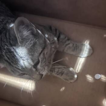 Nugget -  Domestic Short Hair Cat for Adoption in Yuma, Arizona - Nugget | PetCurious