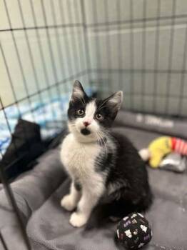 Baya -  Domestic Short Hair Cat for Adoption in Munster, Indiana - Baya | PetCurious