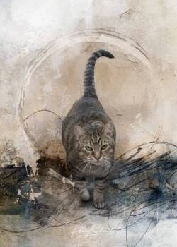 Rescue Tabby Cats for Adoption in Belton, Missouri - Saffie Rose | PetCurious