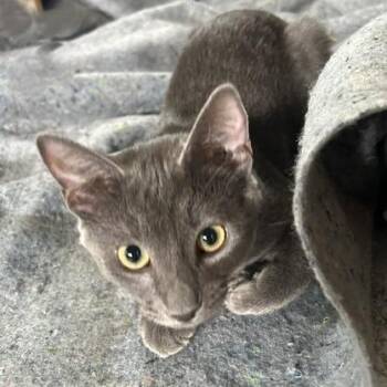 Debbie -  Domestic Short Hair Cat for Adoption in Roswell, Georgia - Debbie | PetCurious