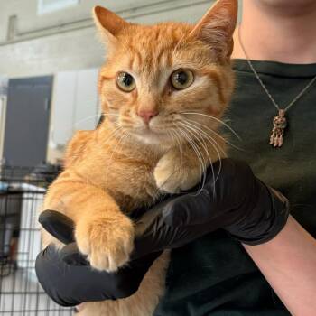 Domestic Short Hair Cats Available for Adoption - Simmons | PetCurious