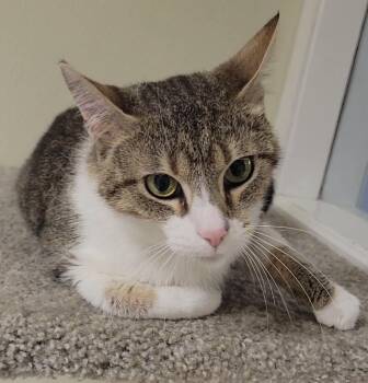 Taya -  Domestic Short Hair Cat for Adoption in Sandusky, Ohio - Taya | PetCurious