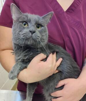 Aldo -  Domestic Short Hair Cat for Adoption in Grand Forks, North Dakota - Aldo | PetCurious