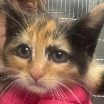 Emerald -  Domestic Short Hair Cat for Adoption in Greenville, South Carolina - Emerald | PetCurious