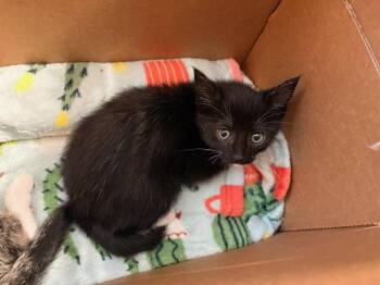 CORA -  Domestic Short Hair Cat for Adoption in Tustin, California - CORA | PetCurious