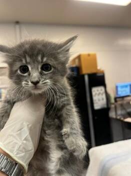ASHLEY -  Domestic Short Hair Cat for Adoption in Thousand Palms, California - ASHLEY | PetCurious