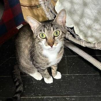 Nala -  Domestic Short Hair Cat for Adoption in East Brunswick, New Jersey - Nala | PetCurious