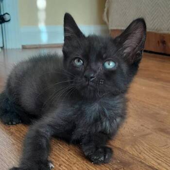 Moyock -  Domestic Short Hair Cat for Adoption in Newport News, Virginia - Moyock | PetCurious