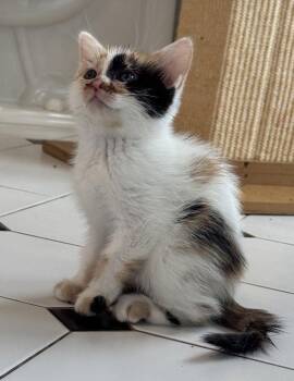 Lily -  Domestic Short Hair Cat Available for Adoption in San Jose, California - Lily | PetCurious