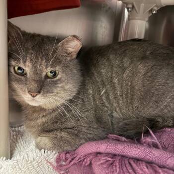 Domestic Short Hair Cats Available for Adoption - Shark | PetCurious