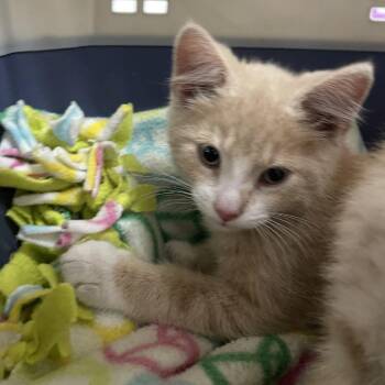 Harpo -  Domestic Short Hair Cat for Adoption in Albert Lea, Minnesota - Harpo | PetCurious