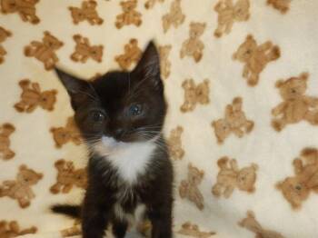COPA -  Domestic Short Hair Cat for Adoption in San Jose, California - COPA | PetCurious