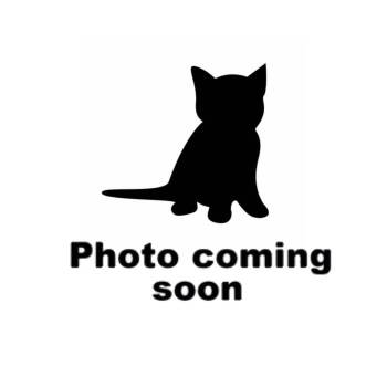 Rescue Domestic Short Hair Cats for Adoption in Gadsden, Alabama - Cleo | PetCurious