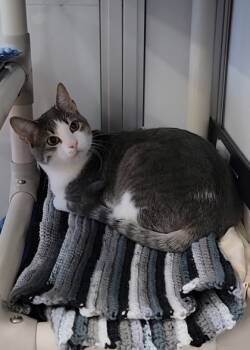 Rescue Domestic Short Hair Cats for Adoption in Elmira, New York - Smokey | PetCurious