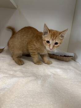 A887805 -  Domestic Short Hair Cat for Adoption in Camarillo, California - A887805 | PetCurious