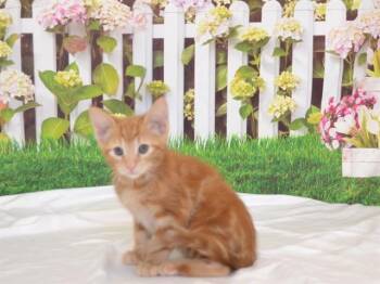 RUSTY -  Domestic Short Hair Cat Available for Adoption in Oroville, California - RUSTY | PetCurious