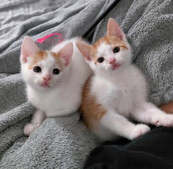 Domestic Short Hair Cats Available for Adoption in Homestead, Florida - Len And Rin Bonded | PetCurious
