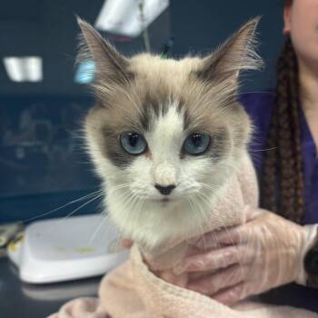 Blueberry -  Ragdoll and Domestic Short Hair Cat for Adoption in Newark, New Jersey - Blueberry | PetCurious