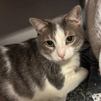 Oscar -  Domestic Short Hair Cat for Adoption in Port Charlotte, Florida - Oscar | PetCurious