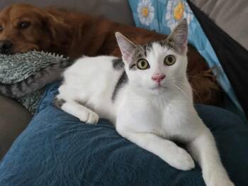 Rescue Domestic Short Hair Cats for Adoption in Elizabeth, Illinois - Rodger | PetCurious