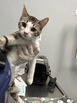 Franklin -  Domestic Medium Hair Cat for Adoption in Bloomington, Indiana - Franklin | PetCurious