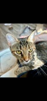 Rescue Domestic Short Hair Cats for Adoption in Louisville, Kentucky - Nala | PetCurious
