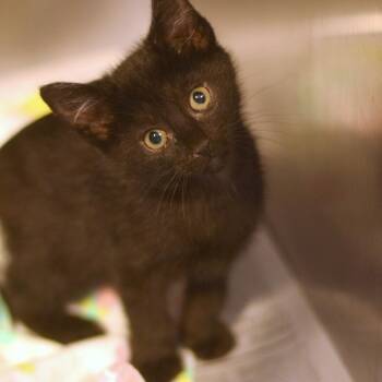 Copacabana -  Domestic Short Hair Cat for Adoption in Belleville, Illinois - Copacabana | PetCurious