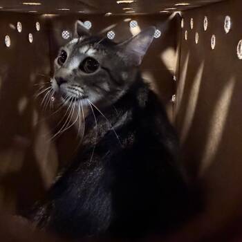 Babbles -  Domestic Short Hair Cat for Adoption in Philadelphia, Pennsylvania - Babbles | PetCurious