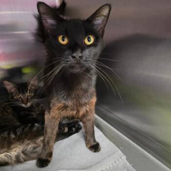 Thistle -  Domestic Short Hair Cat for Adoption in Spokane, Washington - Thistle | PetCurious