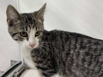 Esperanza -  Domestic Short Hair and Tabby Cat for Adoption in Powell, Ohio - Esperanza | PetCurious