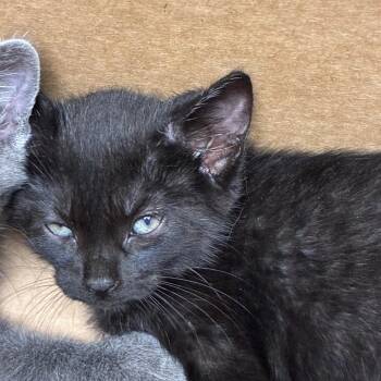 Cicada -  Domestic Short Hair Cat for Adoption in San Antonio, Texas - Cicada | PetCurious