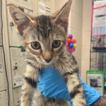 Rescue Domestic Short Hair Cats for Adoption in San Antonio, Texas - Hope | PetCurious