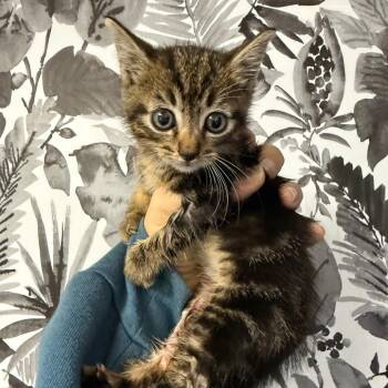 Domestic Short Hair Cats Available for Adoption in Wahiawa, Hawaii - Sparkie | PetCurious