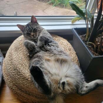Mr. Nolan (bonded w/ Juno) -  Domestic Short Hair Cat for Adoption in Hamilton, Ontario - Mr. Nolan (bonded W/ Juno) | PetCurious