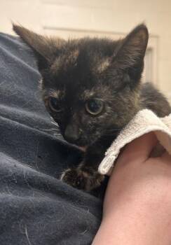 Theodora -  Domestic Short Hair Cat for Adoption in Fishers, Indiana - Theodora | PetCurious