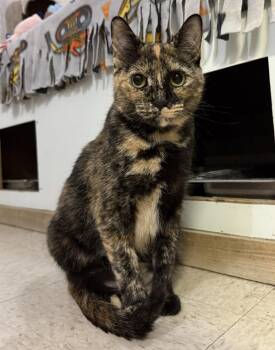 Cayenne (bonded to Paprika) -  Tortoiseshell and Domestic Short Hair Cat for Adoption in Dublin, Ohio - Cayenne (bonded To Paprika) | PetCurious