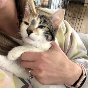 Domestic Short Hair Cats Available for Adoption - Luni | PetCurious