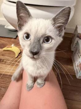 Expresso -  Siamese Cat for Adoption in Fort Lauderdale, Florida - Expresso | PetCurious