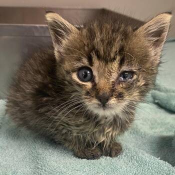 71480 -  Domestic Short Hair Cat for Adoption in Harrisonburg, Virginia - 71480 | PetCurious