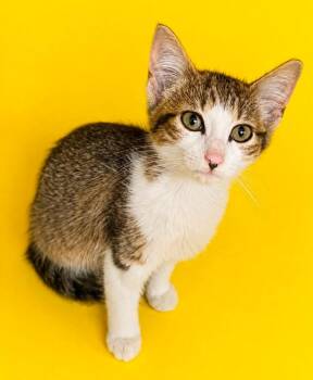 Jett -  Domestic Short Hair Cat for Adoption in Columbia, Tennessee - Jett | PetCurious