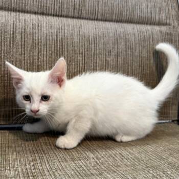 Daisy -  Domestic Short Hair Cat for Adoption in Cedaredge, Colorado - Daisy | PetCurious