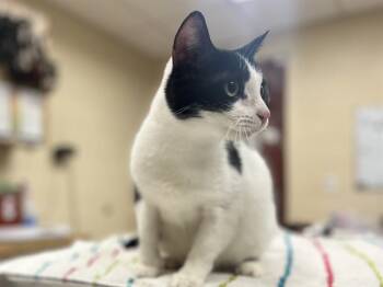 Domestic Short Hair Cats Available for Adoption - BLUE BELL | PetCurious