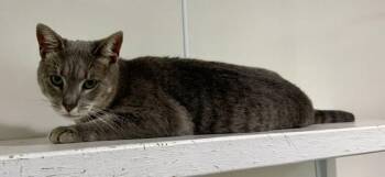 Zena -  Domestic Short Hair Cat for Adoption in Ashland, Ohio - Zena | PetCurious