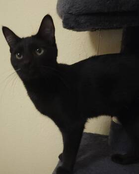 Serenity -  Domestic Medium Hair Cat for Adoption in Gilbert, Arizona - Serenity | PetCurious
