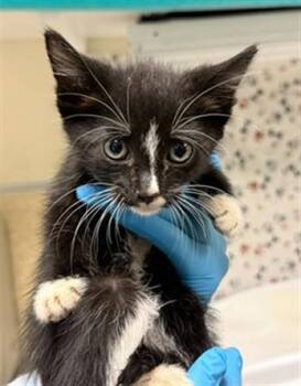 LACY -  Domestic Short Hair Cat for Adoption in Riverside, California - LACY | PetCurious