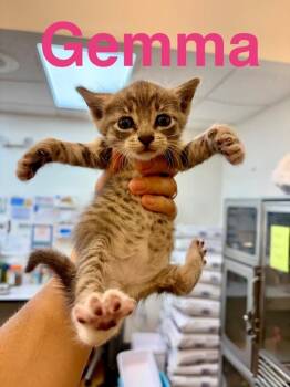 Domestic Short Hair Cats Available for Adoption in Randolph, Massachusetts - Gemma | PetCurious